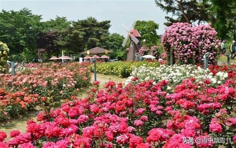 玫瑰花養殖|玫瑰怎麼養？記住5個養殖要求，助你成功養殖好盆栽玫瑰花！